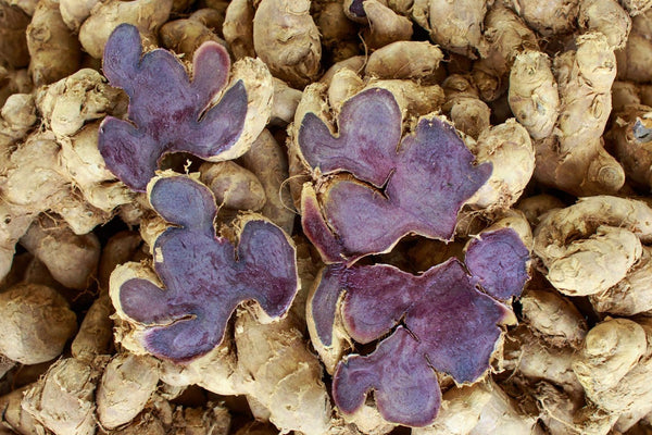 Black Ginger for Diabetics | Benefits, Risks & Studies